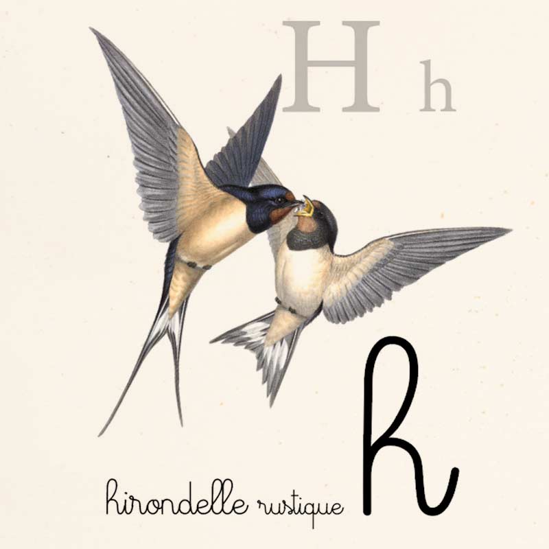 Abécédaire Montessori oiseaux - Elizabeth Gould - Les vilaines curiosités