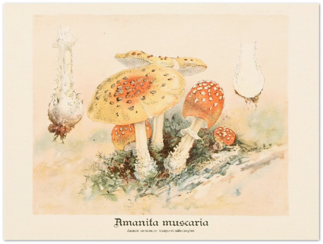 Affiche d'art Amanita Muscaria - William Hamilton Gibson - Les vilaines curiosités