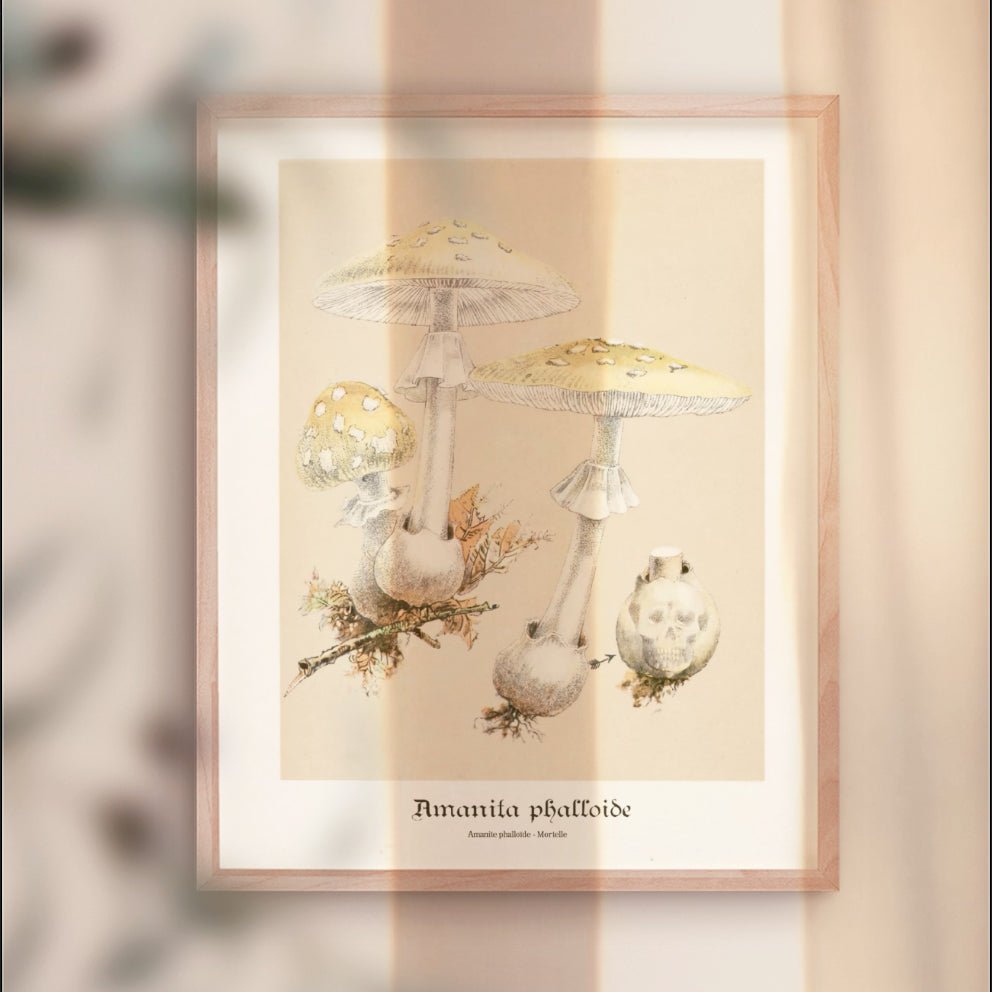 Affiche d'art Amanita Phalloide - William Hamilton Gibson - Les vilaines curiosités