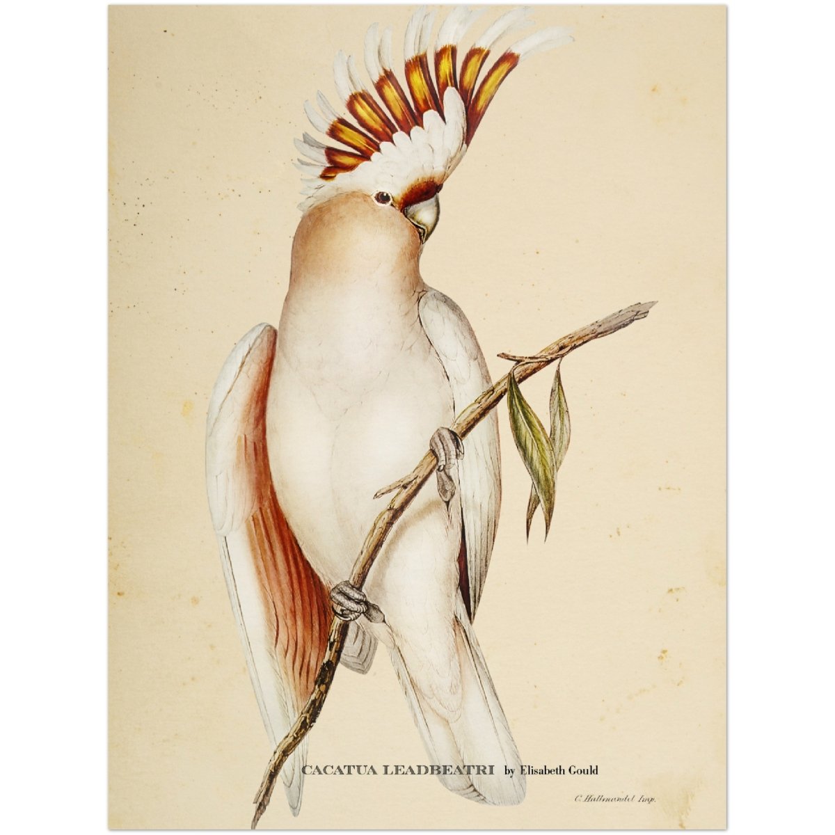Affiche d'art cacatoès de leadbeater - Elizabeth Gould - Les vilaines curiosités