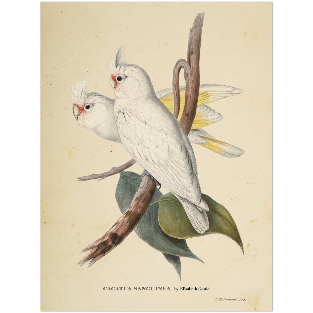 Affiche d'art Cacatua Sanguinea - Elizabeth Gould - Les vilaines curiosités
