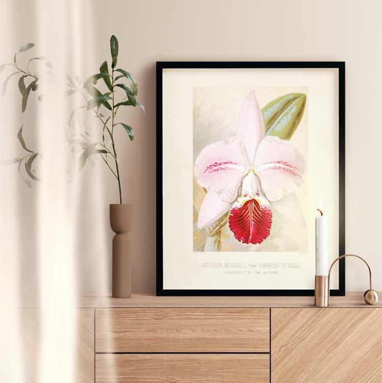Affiche d'art Orchidée Catteleya Mendelii - Albert Milllican - Les vilaines curiosités