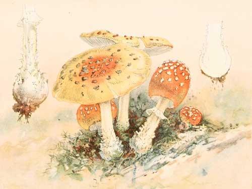 Champignons délicieux et champignons vénéneux - Les vilaines curiosités