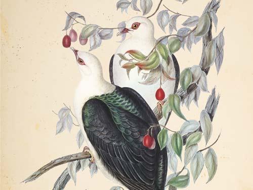 Les oiseaux de Mme Coxen - Gould - Les vilaines curiosités