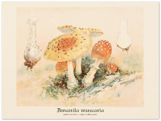 Affiche d'art Amanita Muscaria - William Hamilton Gibson - Les vilaines curiosités