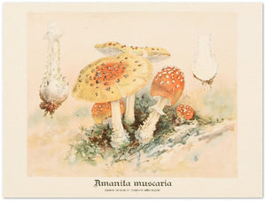 Affiche d'art Amanita Muscaria - William Hamilton Gibson - Les vilaines curiosités