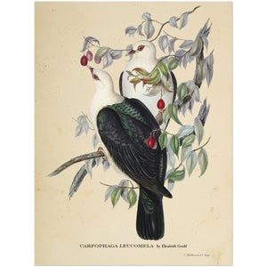 Ouvrir l&#39;image dans le diaporama, Affiche d&#39;art Carpophaga Leucomela - Elizabeth Gould - Les vilaines curiosités
