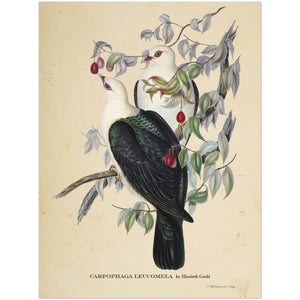 Affiche d'art Carpophaga Leucomela - Elizabeth Gould - Les vilaines curiosités