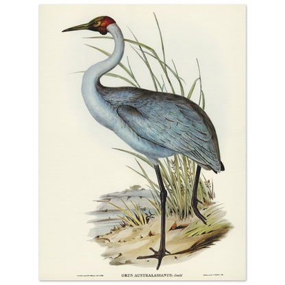 Affiche d'art Grus Australasianus - Elizabeth Gould - Les vilaines curiosités