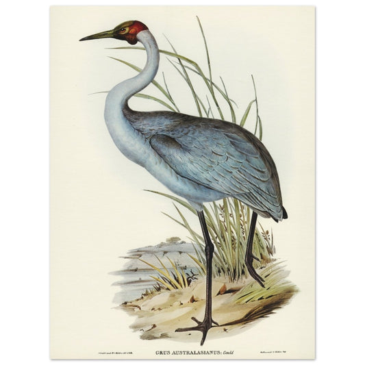 Affiche d'art Grus Australasianus - Elizabeth Gould - Les vilaines curiosités