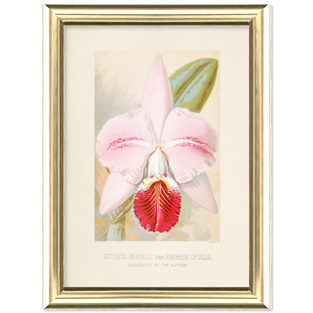 Affiche d'art Orchidée Catteleya Mendelii - Albert Milllican - Les vilaines curiosités