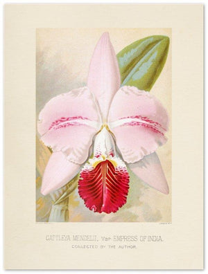Affiche d'art Orchidée Catteleya Mendelii - Albert Milllican - Les vilaines curiosités