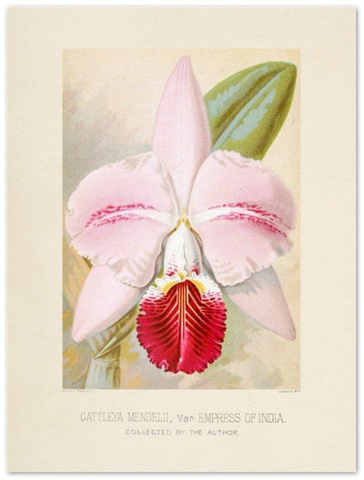 Affiche d'art Orchidée Catteleya Mendelii