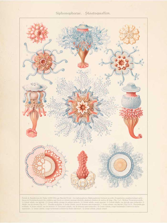 Affiche d'art Planche naturelle : Siphonophorae - Haeckel Ernst - Les vilaines curiosités
