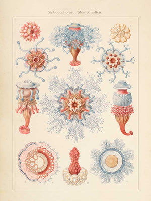Affiche d'art Planche naturelle : Siphonophorae - Haeckel Ernst - Les vilaines curiosités