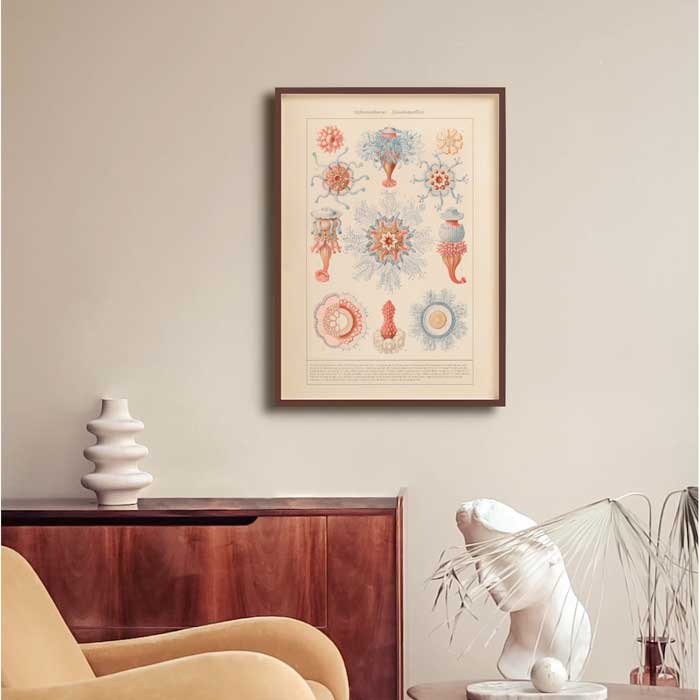 Affiche d'art Planche naturelle : Siphonophorae - Haeckel Ernst - Les vilaines curiosités