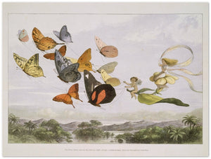 Affiche d'art The Fairy Queen Takes an Airy Drive - Richard Doyle - Les vilaines curiosités